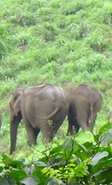 kerala forest tourism