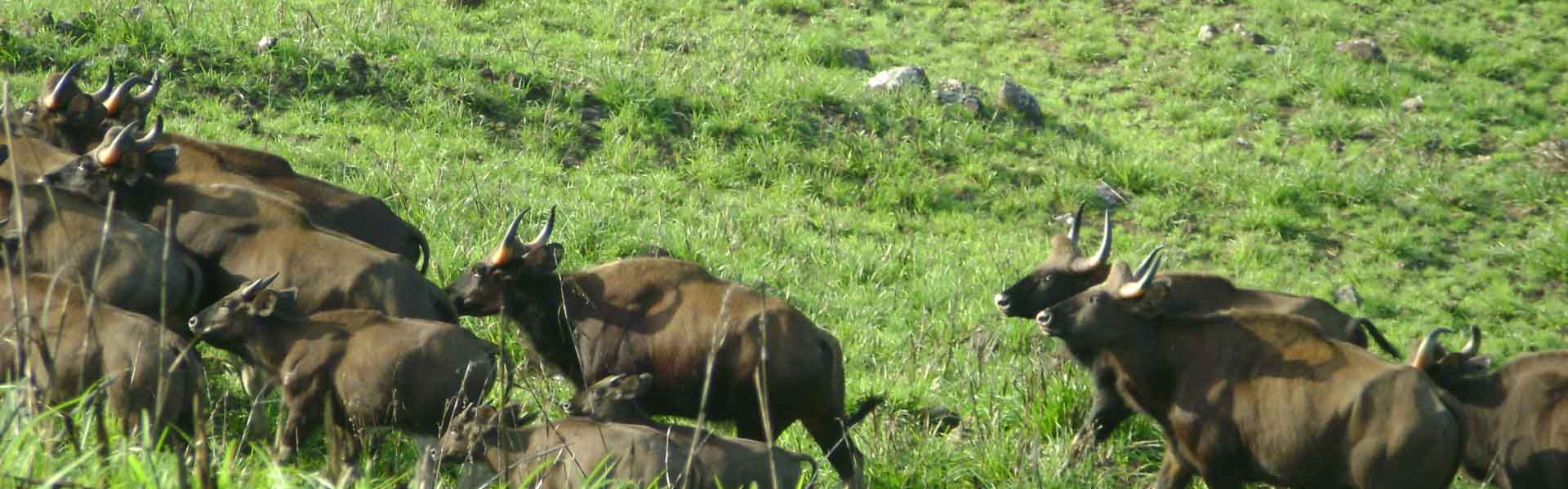 kerala eco tourism gavi