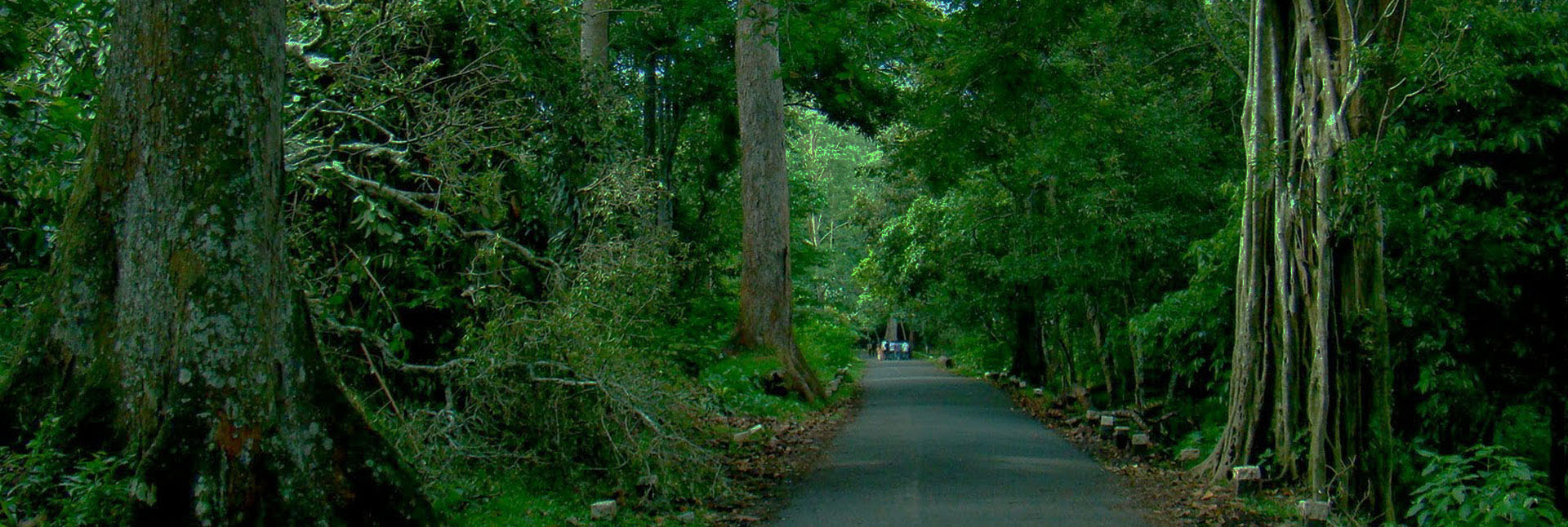 kerala forest tourism